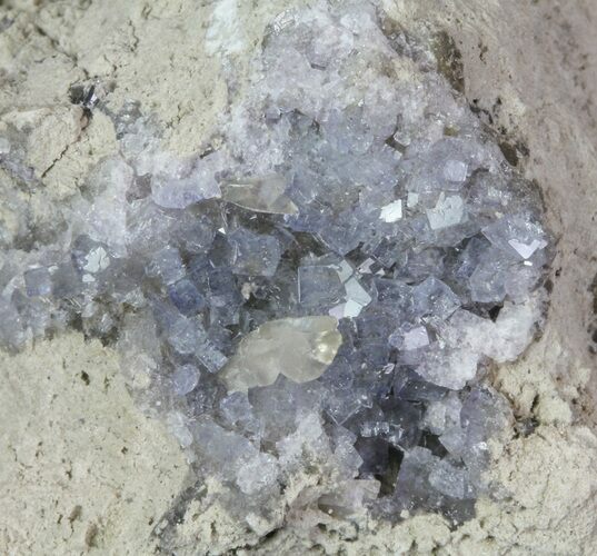 Purple/Gray Fluorite Cluster - Marblehead Quarry Ohio #81200